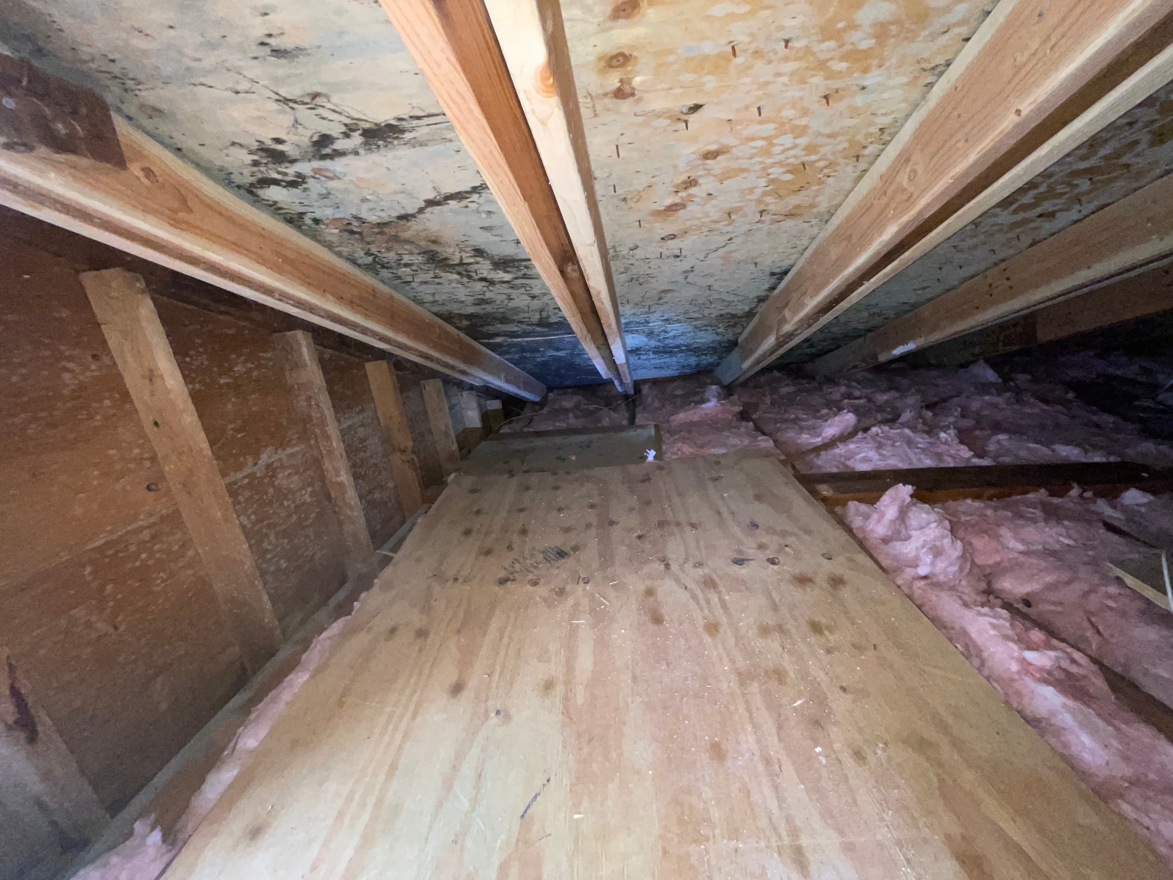 Attic mold remediation Suffolk County NY — black mold on rafters before treatment